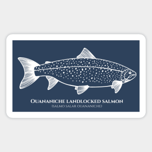 Landlocked Salmon with Common and Latin Names - on dark blue Magnet